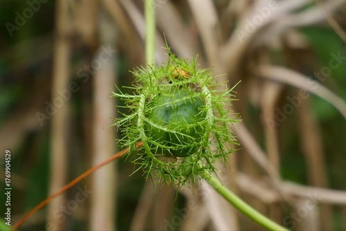 Wild Passionfruit Pods in the Jungle