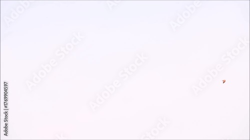 Two birds flying together on clear sky, tranquil and dreamy moment captured in nature.