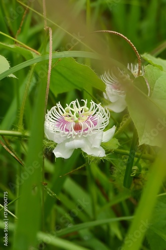 Stunning Detailed Close-up of Passiflora foetida Flower (Stinking Passionflower).
