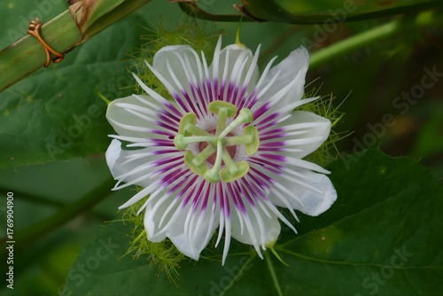 Stunning Detailed Close-up of Passiflora foetida Flower (Stinking Passionflower).