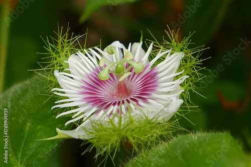 Stunning Detailed Close-up of Passiflora foetida Flower (Stinking Passionflower).
