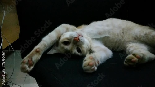 A cat lying comfortably on an office chair, stretching its body while waking up from a nap in a relaxed and cozy atmosphere.