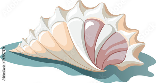 seashell surface close up texture.