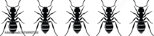 Row of black ant vector silhouettes isolated on white background, detailed insect illustration for nature, pest control, wildlife, and biology design