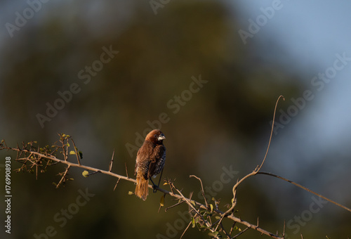  A small Scaly breasted munia perched on the seed head of sorghum or millet plant. It has a soft, artistic quality with a wide, open view of the field.
