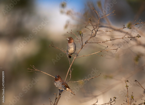 Two vibrant, small Scaly breasted Munias perched on a thin, branch. The background is a muted, dark and light brown and blurred color.