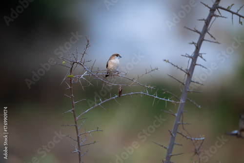 A vibrant, small Silver bill  perched on a thin, branch. The background is a muted, pale and blurred color.
