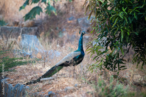 A beautiful Indian peacock male with wings on floor of agriculture field with foreground of leaves and blurred background.