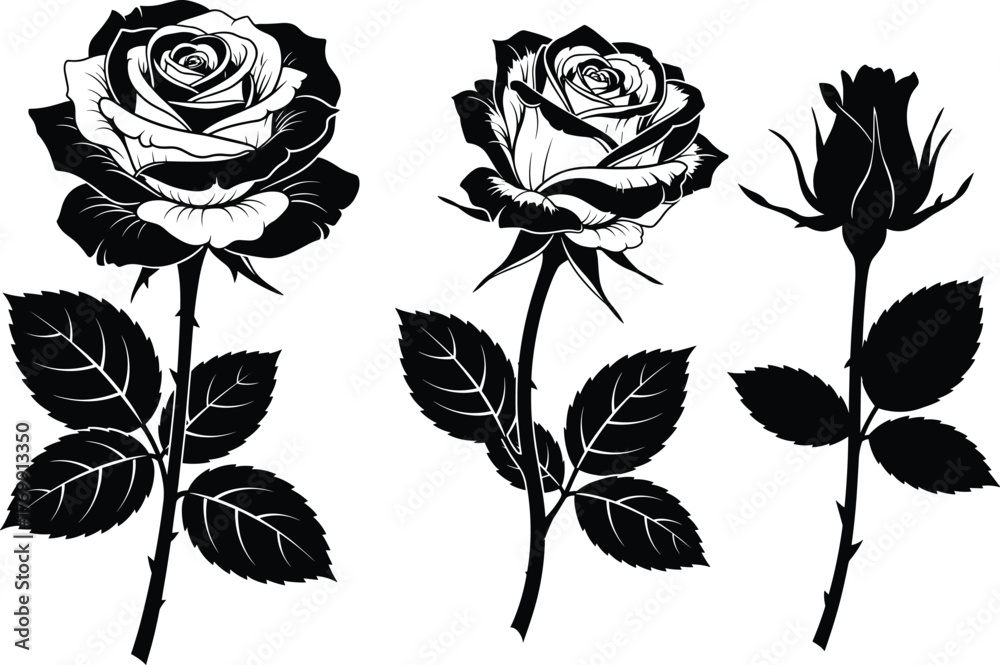 Obraz premium Black and white rose flower collection with detailed petals, blooming buds, elegant leaves, floral botanical vector illustration for decoration and tattoo design