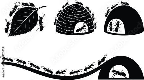 Ant colony vector illustration, black silhouette ants carrying leaf and building nest, teamwork insects walking on path, detailed wildlife insect design for nature concept