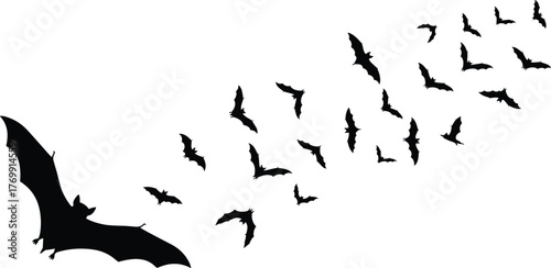 Bat Flight Silhouette Halloween Night Migration