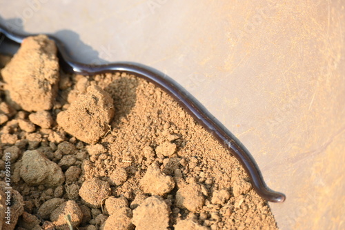 Fotografie Indotyphlops braminus snake