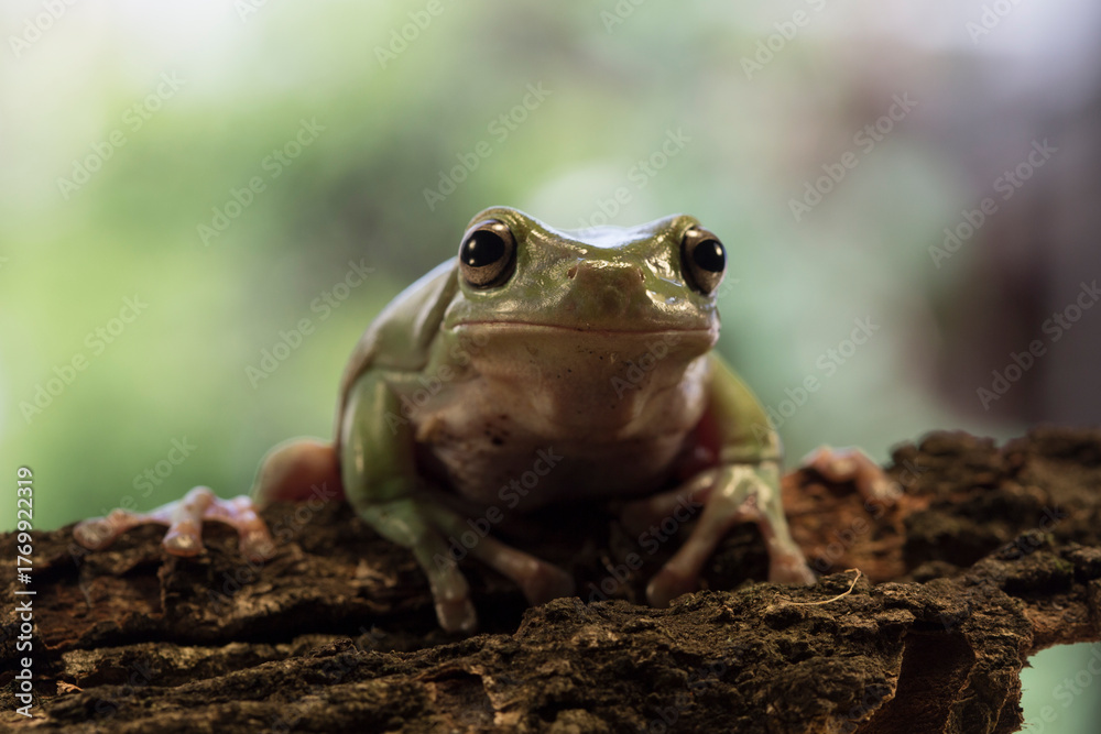 Obraz premium Dumpy green tree frog litoria caerulea on wood with white background