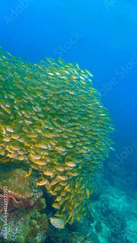Underwater photo of school of fish at a coral reef. Yellow Snapper Fish. From a scuba dive off the coast of the island Koh Lanta in the south Andaman Sea in Thailand.