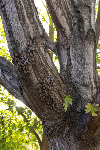 Spotted lanternfly infestation with yellow jacket wasp on maple tree