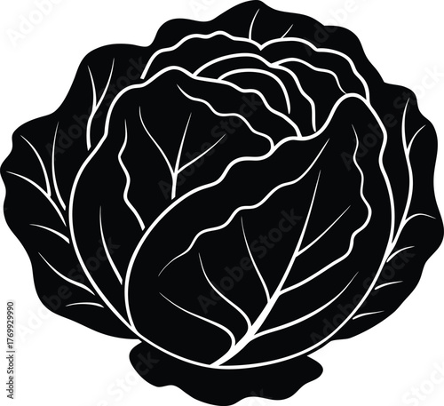 Fresh green cabbage head illustration for healthy eating and cooking
