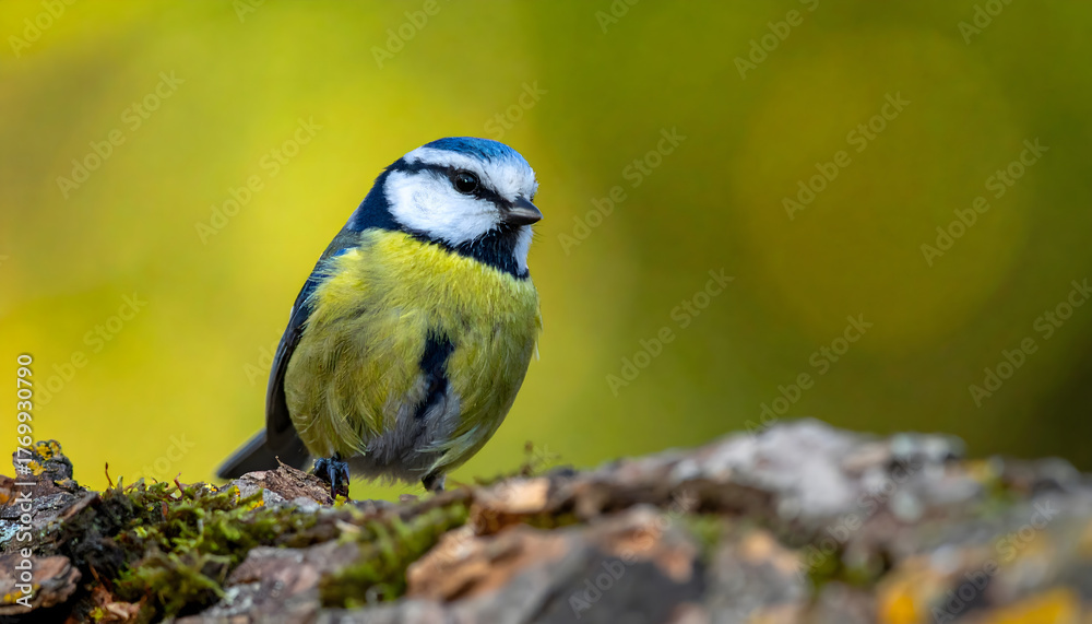 Fototapeta premium A detailed close-up photo of a brightly colored Eurasian Blue Tit bird, featuring blue, white, and yellow plumage, perched on a mossy branch against a blurry greenish-yellow background
