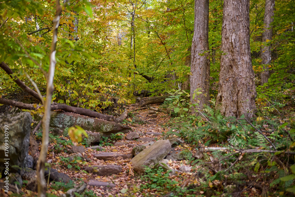 Obraz premium Fall Forest 