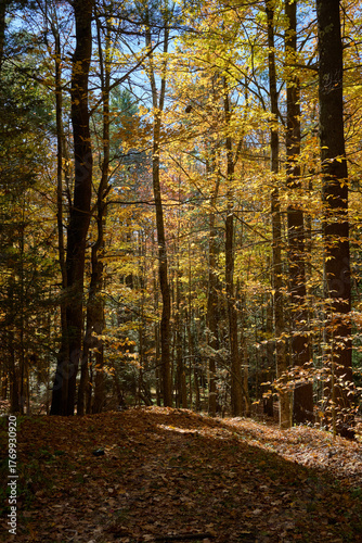Fall Forest 