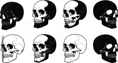Human skull anatomy illustration, side profile skull drawing, medical skeletal diagram, forensic study reference, artistic shading technique, detailed bone structure