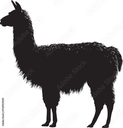 Vector Silhouette of a Llama on white background. Symbol of Peru.
