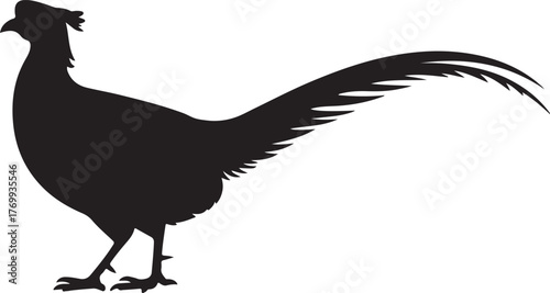 Black silhouette of a pheasant bird with long tail feathers standing on white background