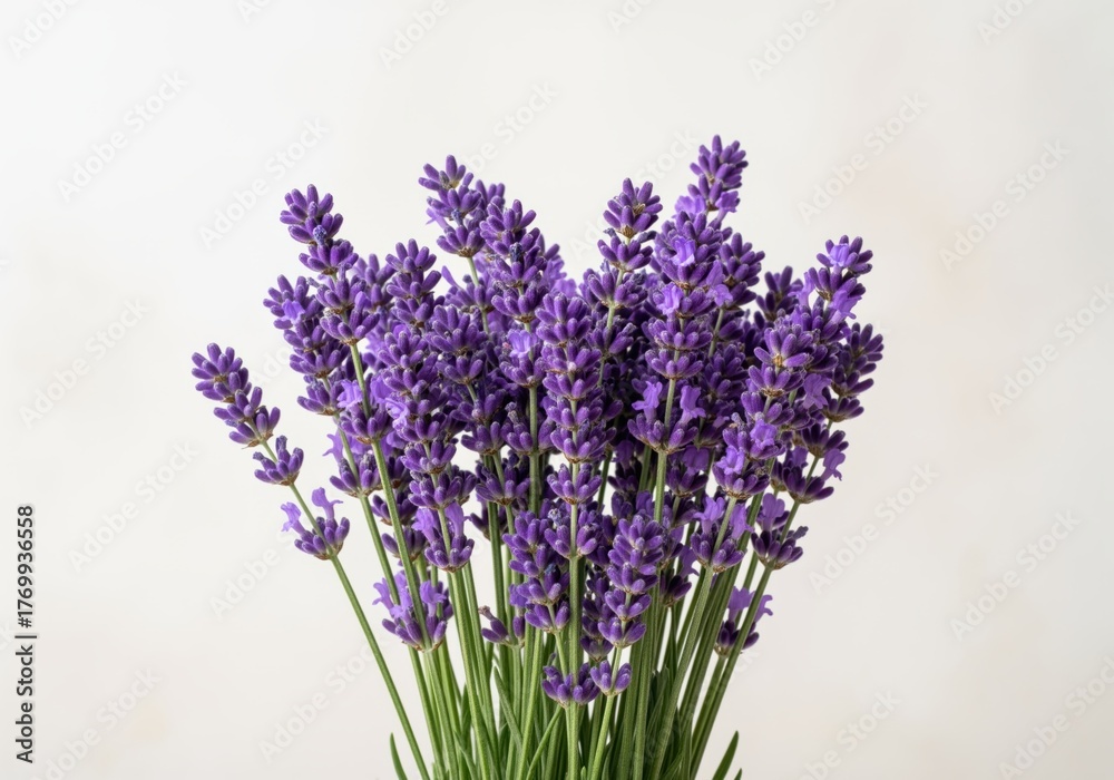 Obraz premium Fresh purple lavender flowers bunch with green stems isolated on clean background
