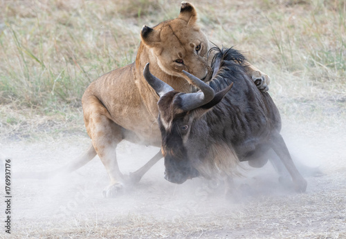 Lion hunts and kills wildebeest at Maasai Mara, Kenya