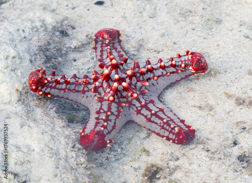Red knobbed seastar (Protoreaster linckii) exposed on sandy shore at low tide in Watamu, Kenya