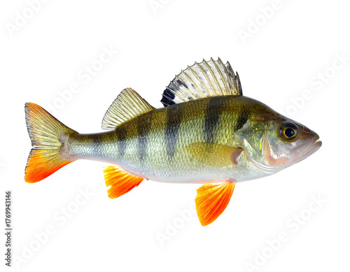 Yellow perch fish with black bars and orange fins on a black background, facing right