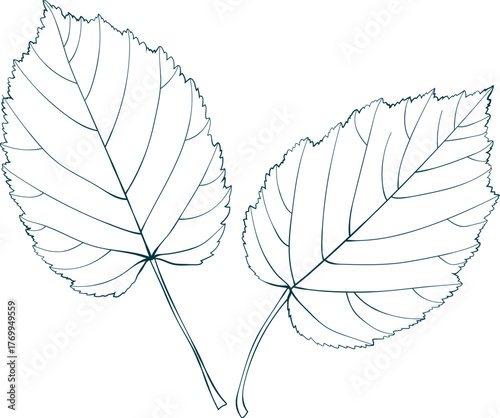 Hand-drawn autumn leaves sketch on transparent background. Line style vector illustration. 