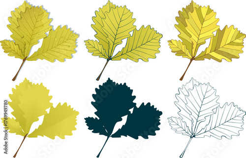 Set of hand-drawn yellow oak autumn leaves isolated on white background. Flat and line styles fall colored vector illustrations.