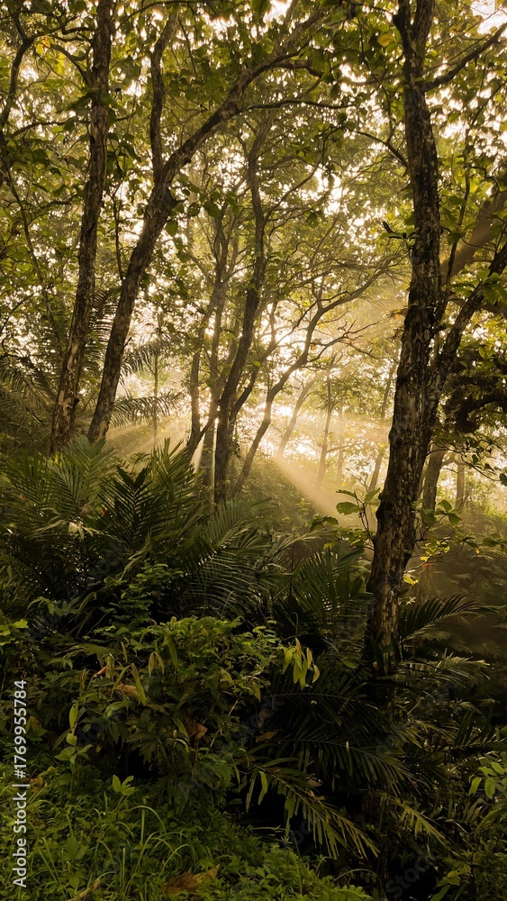 Naklejka premium morning in the forest