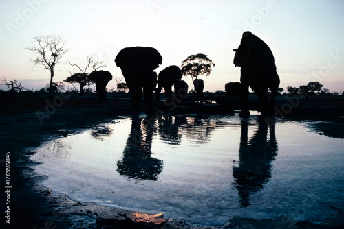 silhouette of elephants on a waterhole