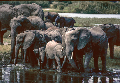 Elephants in the Chobe River