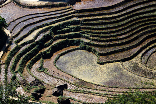 Rice paddies mosaic
