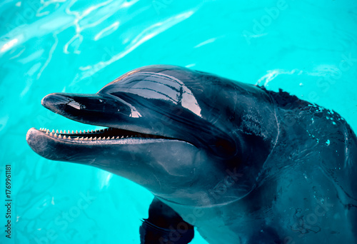 close up of a dolphin