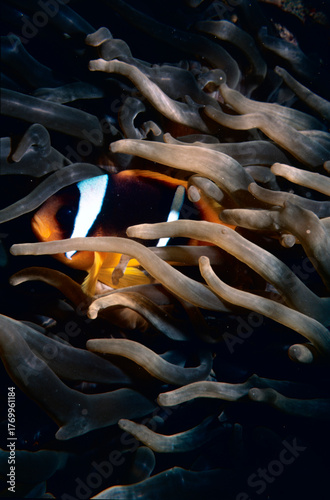 tropical reef fish and anemone