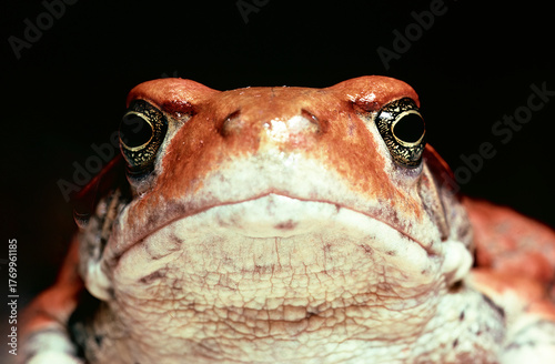 close up of a toad