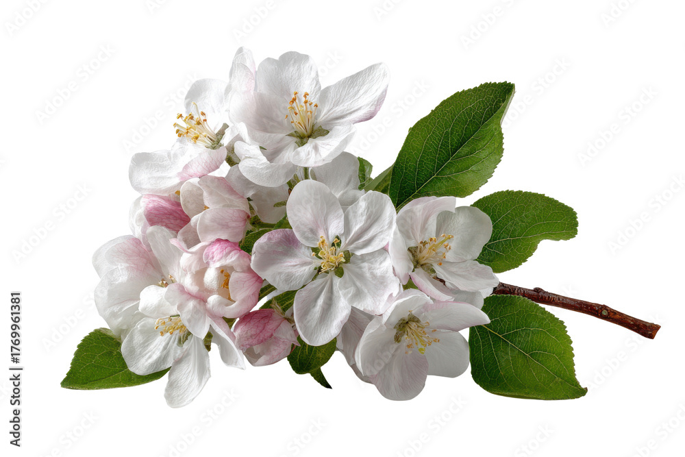 Obraz premium White and pink apple blossoms with green leaves on black background flower, Png, Isolated on Transparent Background, Cut Out