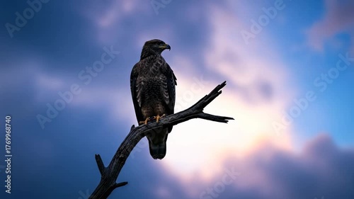 Eagle Perched on Branch Against Dramatic Sky