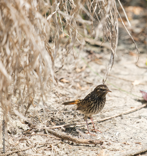 young chick of a bluethroat bird