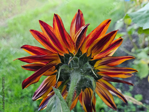 Rear view of a red and orange sunflower blossom growing outdoors in the garden during the summer.