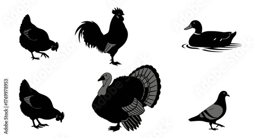 Variety of Birds Silhouetted Chicken, Rooster, Duck, Turkey, and Pigeon