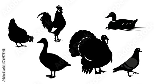 Silhouette Collection Diverse Array of Bird Silhouettes for Creative Design Projects