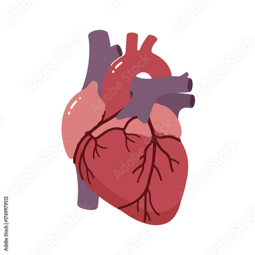 Stylized illustration of a human heart showing its main chambers, major arteries, and veins.