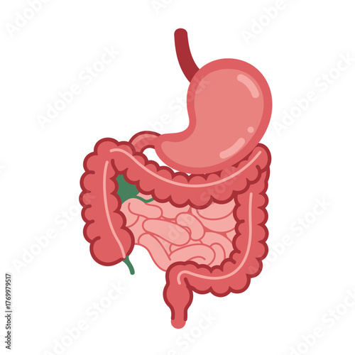 A simplified cartoon illustration of the human digestive tract, featuring the stomach, small intestine, and large intestine on a white background.