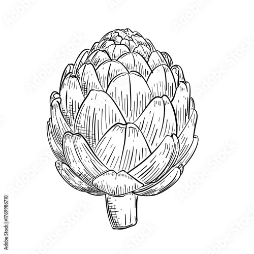 Arthichoke vector line art hand drawn illustration 