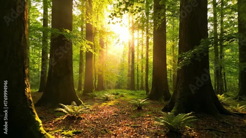 ﻿Sunlight filters beautifully through tall forest trees during a calm morning, captured with a slow tracking shot green, woods, trees