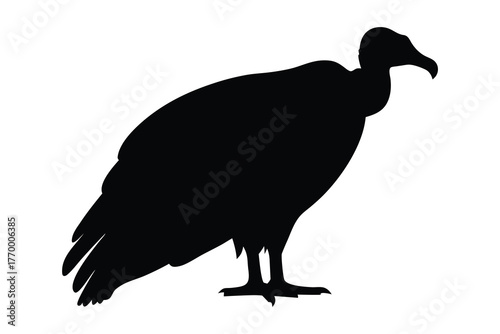 Vulture bird vector silhouette, vulture black silhouette vector